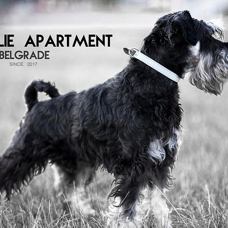Apartment Charlie Perfect Price Beograd Bagian luar foto